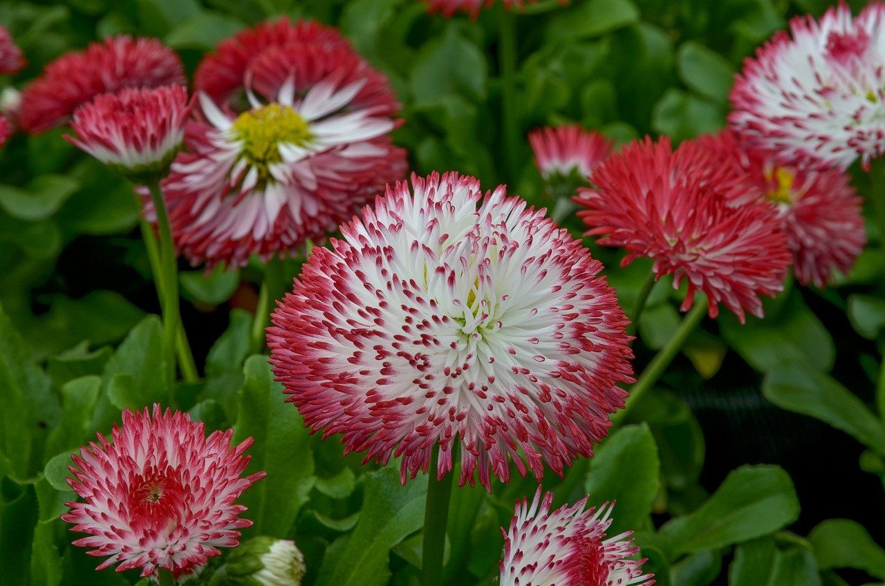 Benefits of Using Natural Plant Dyes in your Garden